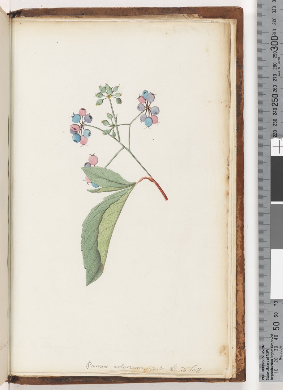 256a. oldal. Névtelen növény alkotó: Unknown artist
