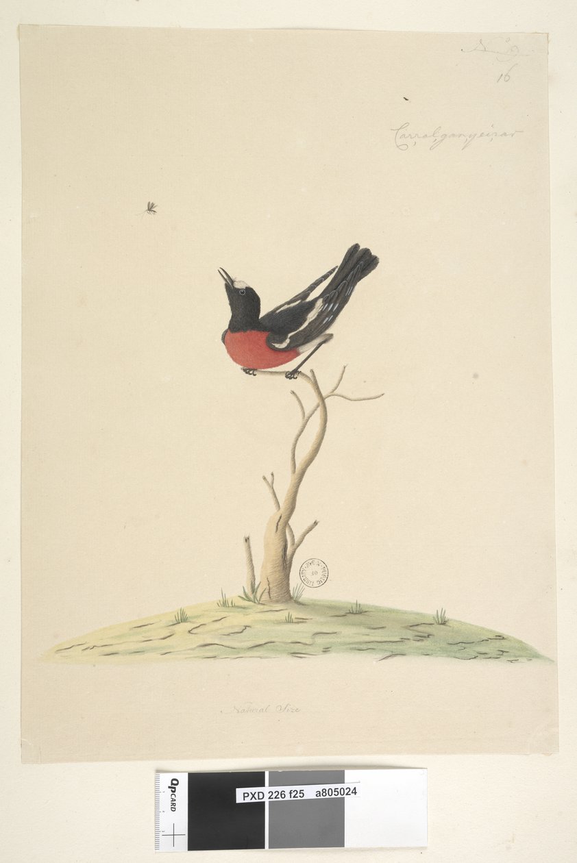 25. oldal Car,ral,gar,yei,sar,natúr méretű Scarlet Robin,férfi Petroica többszínű,N.S.W.,1791-92 alkotó: Unknown artist