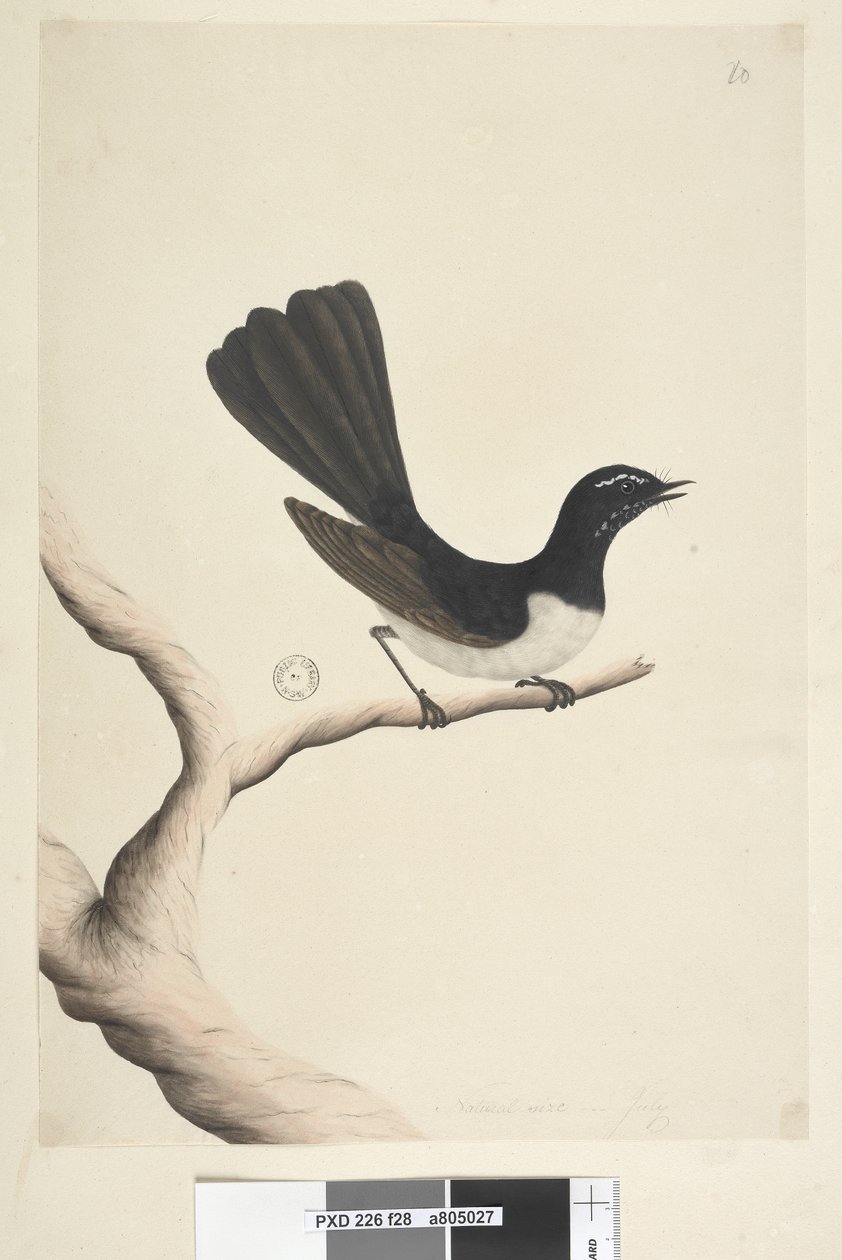 28. oldal Természetes méret, július Willie Wagtail Rhipidura leucophrys, 1791-92 alkotó: Unknown artist