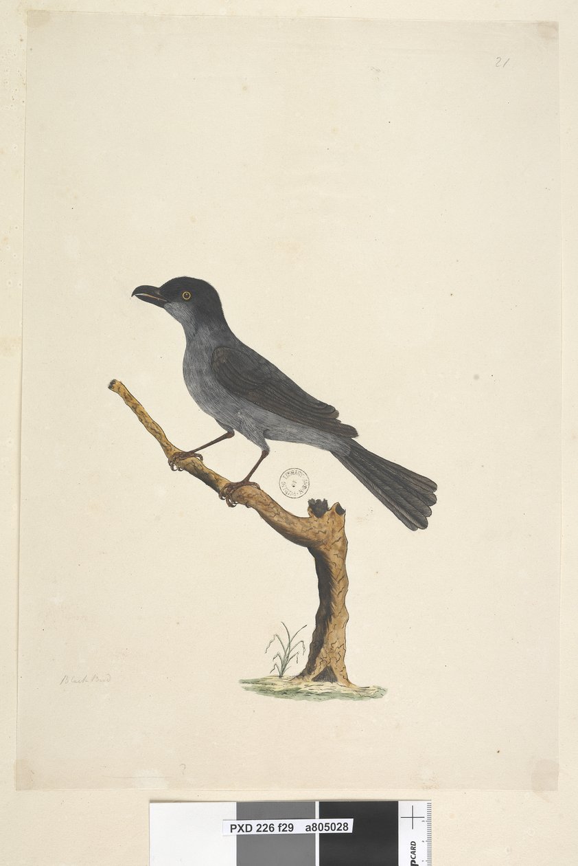 29. oldal Blackbird Norfolk Island Blackbird? Aplonis fuscus, hím, 1791-92 alkotó: Unknown artist