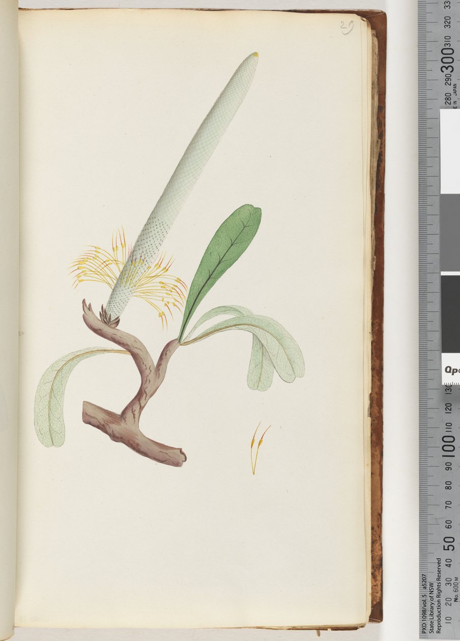 29. oldal Coast Banksia alkotó: Unknown artist