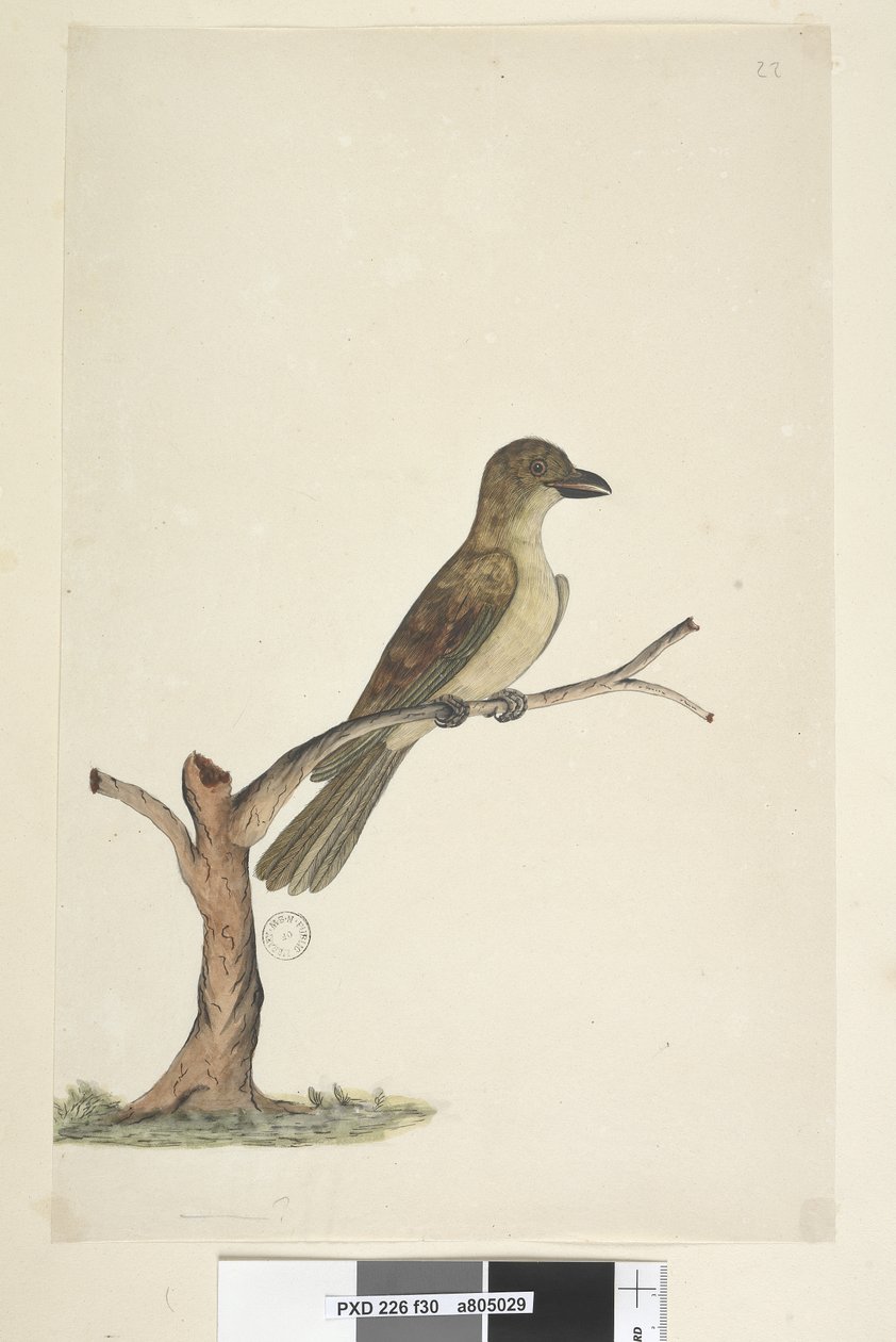 30. oldal...? Norfolk-szigeti feketerigó? Aplonis fuscus, nőstény, 1791-92 alkotó: Unknown artist