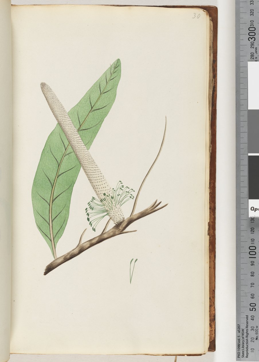 30. oldal Plant, a Banksia alkotó: Unknown artist