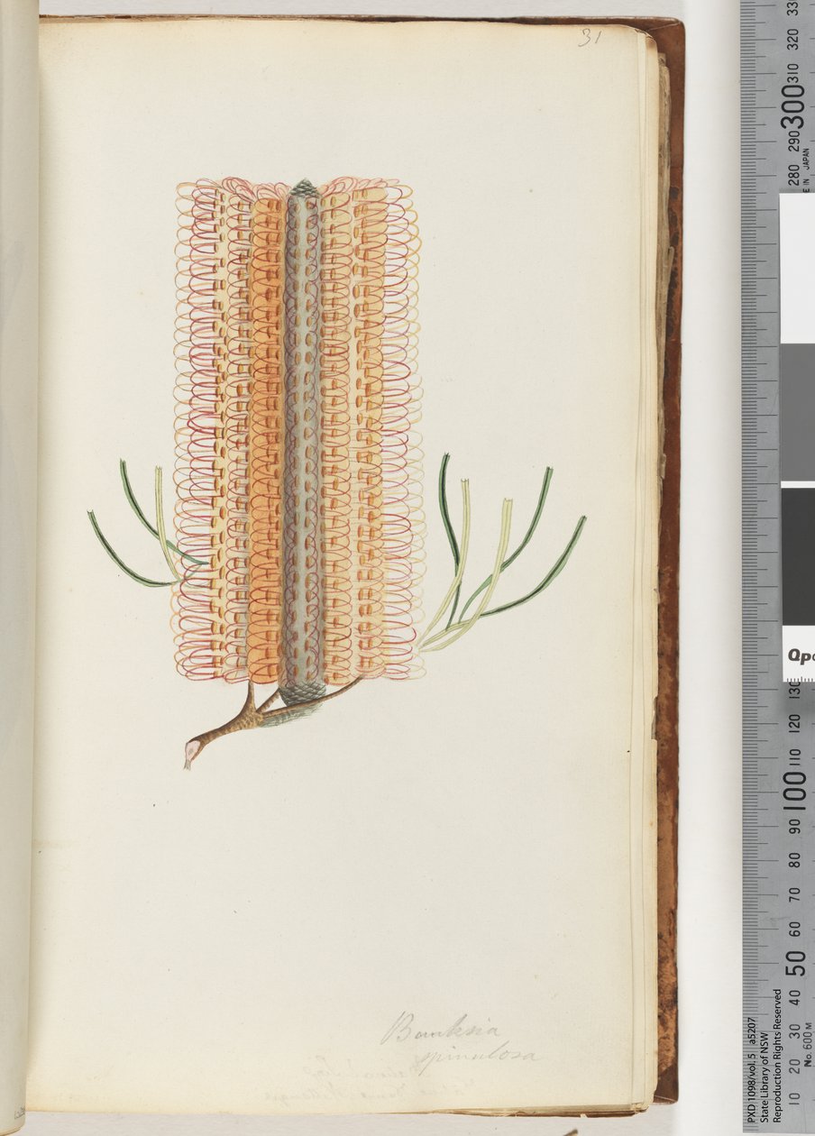 31. oldal Banksia spinulosa / Hairpin Banksia alkotó: Unknown artist