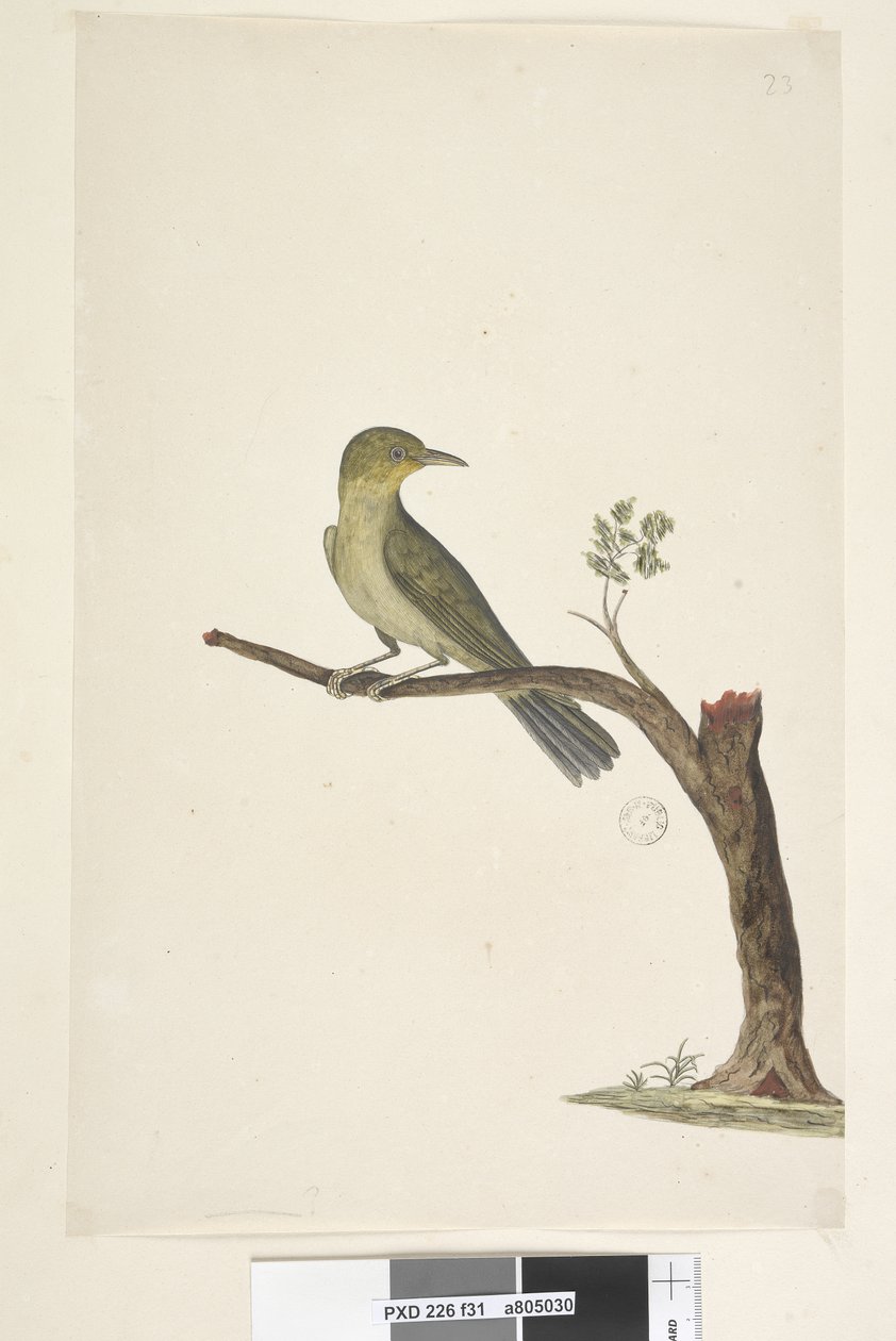 31. oldal...? Karcsú, fehér, szem Zosterops tenuirostris, 1791-92 alkotó: Unknown artist