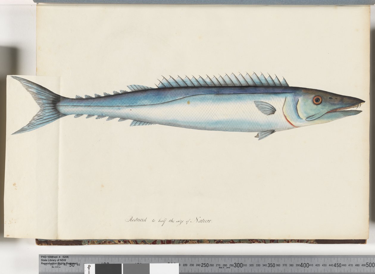 32. oldal Barracouta alkotó: Unknown artist