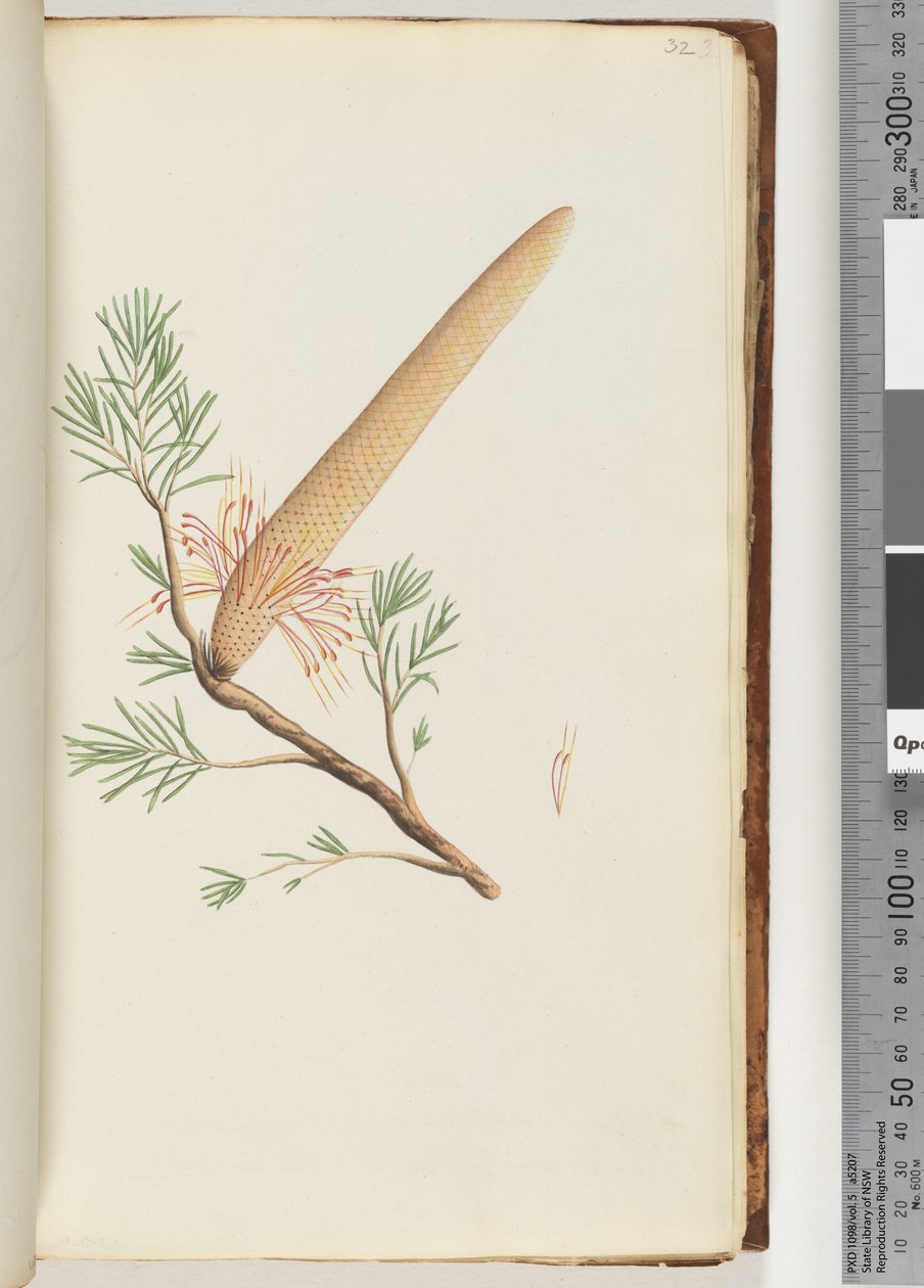 32. oldal Növény, Banksia ericifolia alkotó: Unknown artist