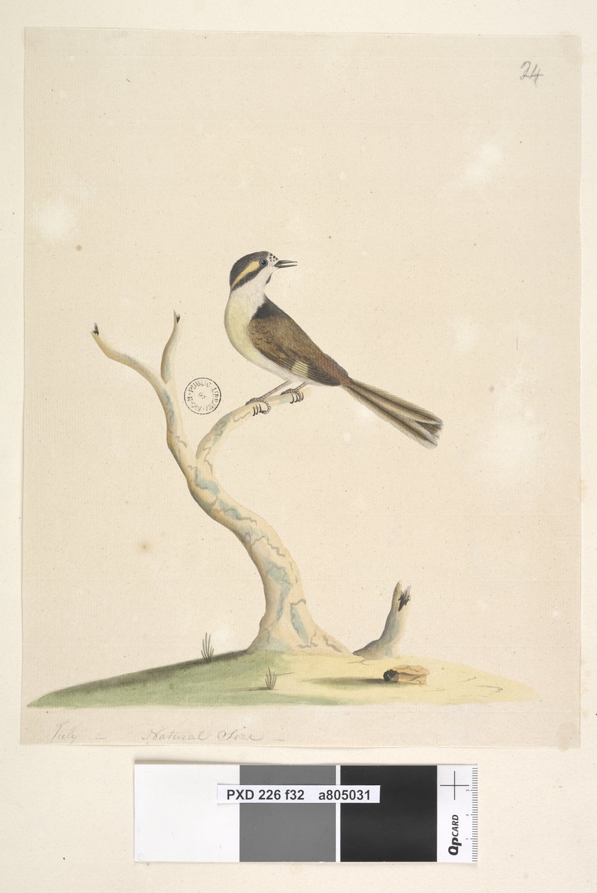32. oldal. Azonosítatlan július, természetes méret. A madár azonosítására tett kísérletekkel kapcsolatos megjegyzéseket lásd: Hindwood, K. A. The Sydney bird paintings in the Australian Zoologist, v.XIII, part 2, August, 1965, p. 86 alkotó: Unknown artist