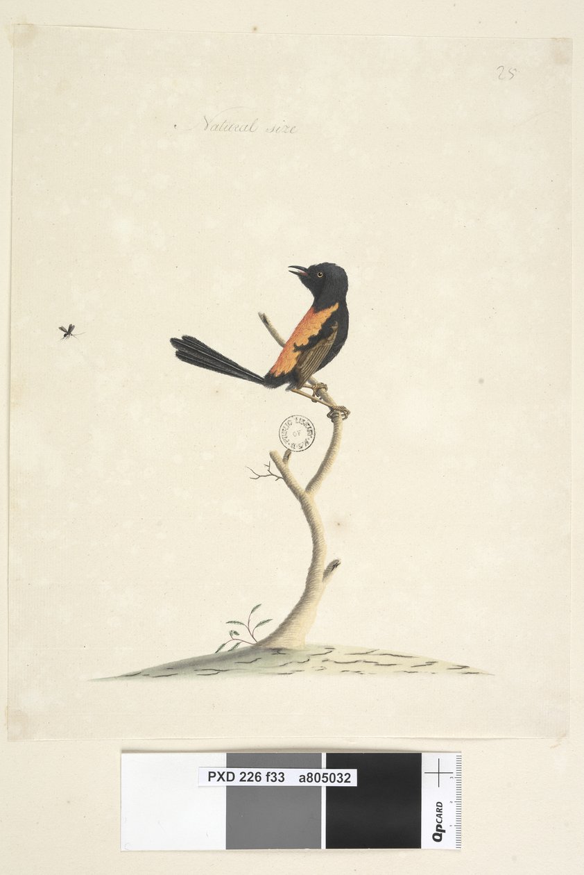 33. oldal Természetes méretű piros, hátas ökörfarkas Malurus melanocephalu, kan, 1791-92 alkotó: Unknown artist