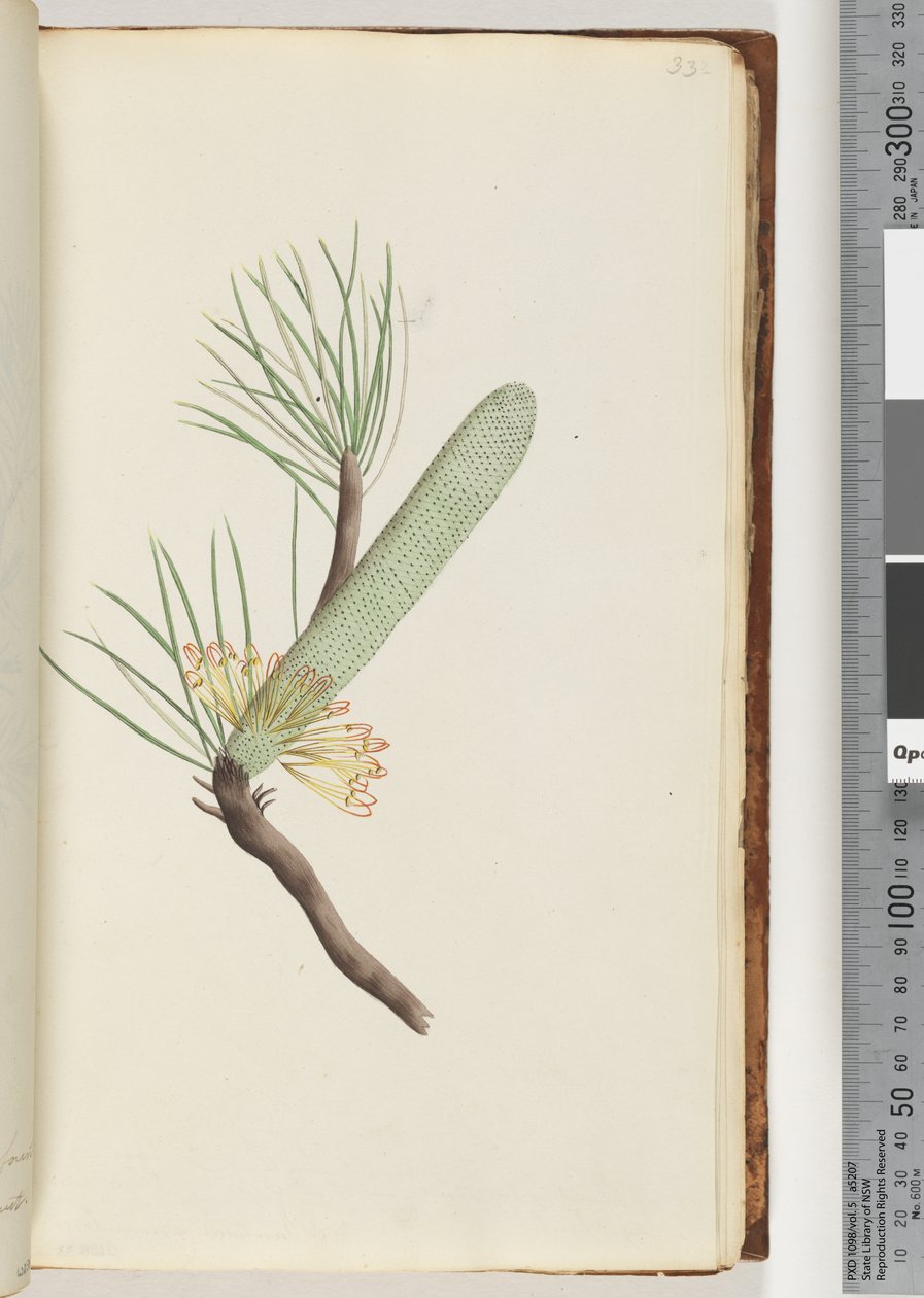 33. oldal Növény, Banksia spinulosa alkotó: Unknown artist