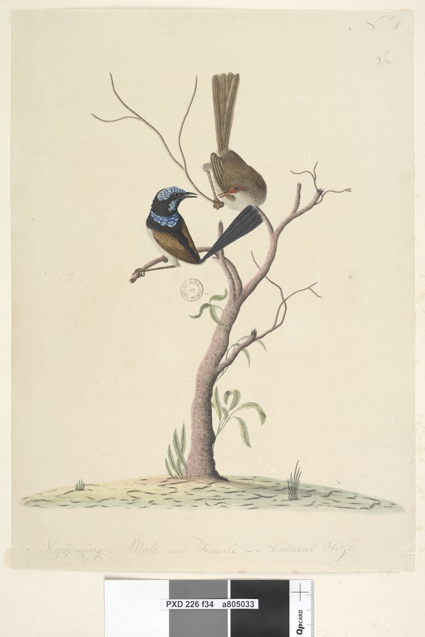 34. oldal Mo,ro,dru,ing, hím és nőstény, természetes méretű Superb Blue Wren Malurus cyaneus, 1791-92 alkotó: Unknown artist