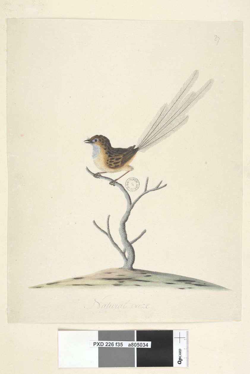 35. oldal Természetes méretű Emu, Wren, hím Stipiturus malachurus, 1791-92 alkotó: Unknown artist