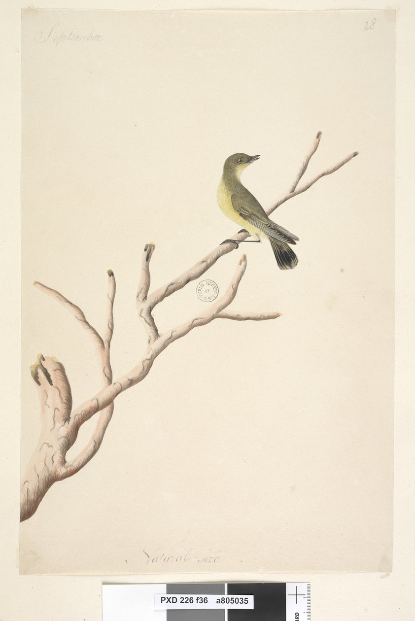 36. oldal Szeptember. Természetes méretű Yellow Thornbill Acanthiza nana, 1791-92 alkotó: Unknown artist