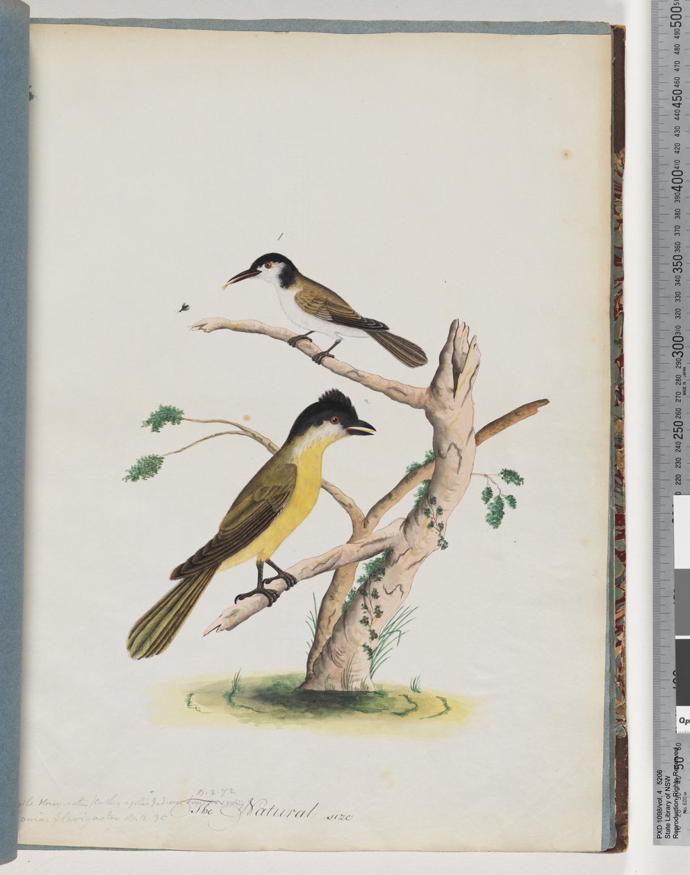37. oldal 1. Azonosítatlan madár. Agilis Honeyeater. Feketefejű kúszónövény alkotó: Unknown artist