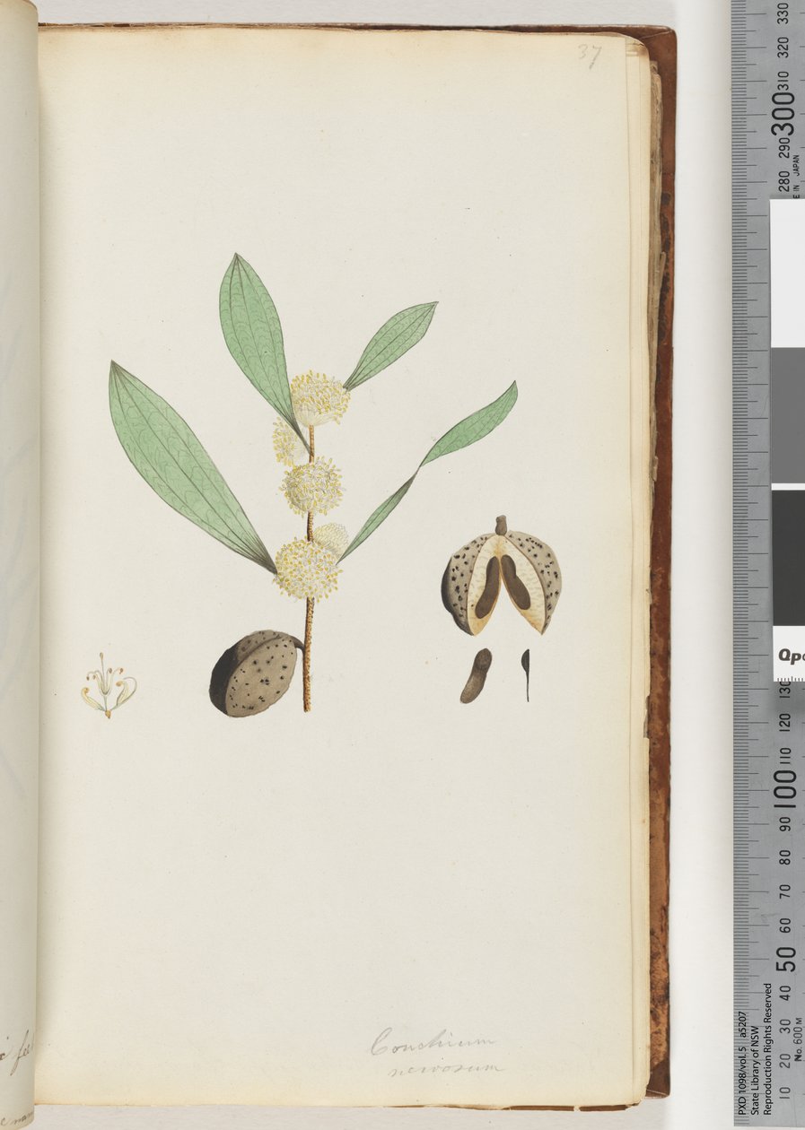 37. oldal Conchium nervosum (akvarell) alkotó: Unknown artist