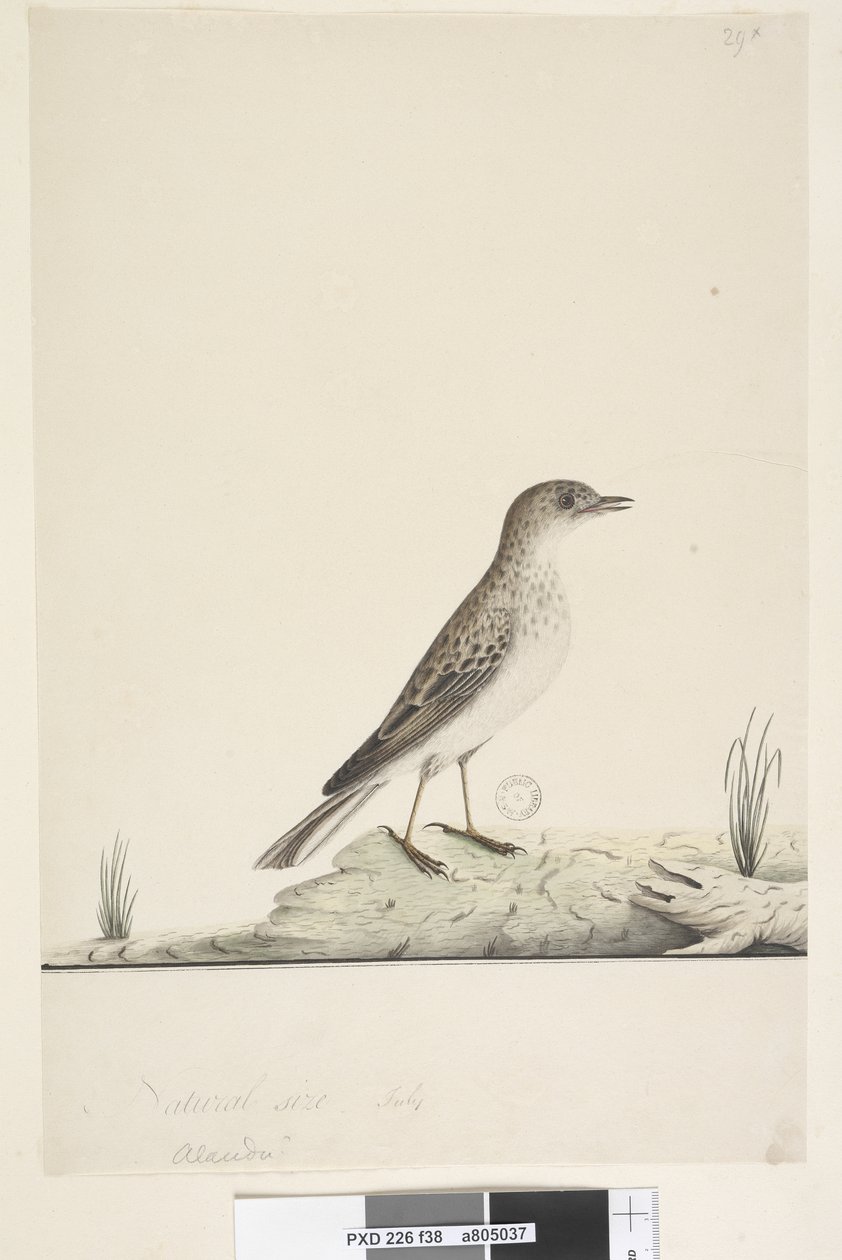 38. oldal Alundu? a cím felett különböző kézzel Természetes méret, július Pipit Anthus australis, 1791-92 alkotó: Unknown artist