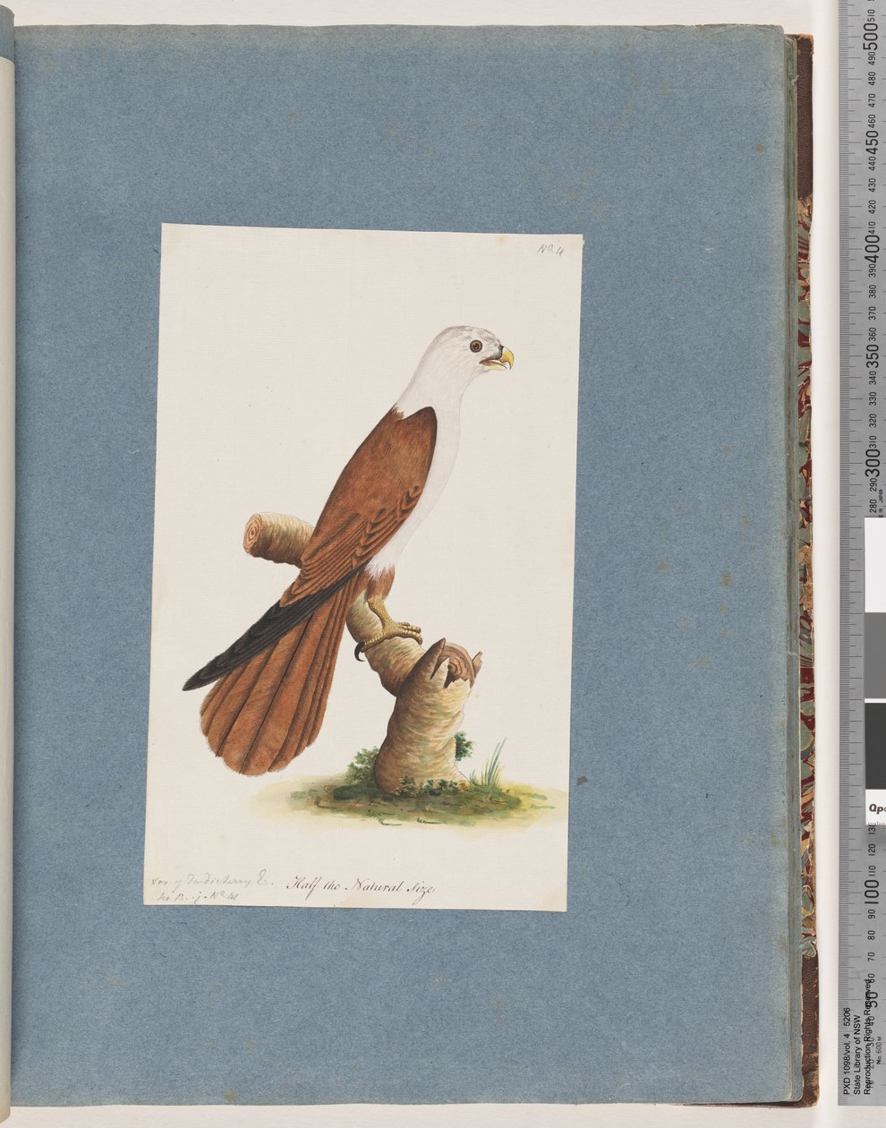 39. oldal Vöröshátú tengeri sas. Különféle Pondicherry Eagle alkotó: Unknown artist