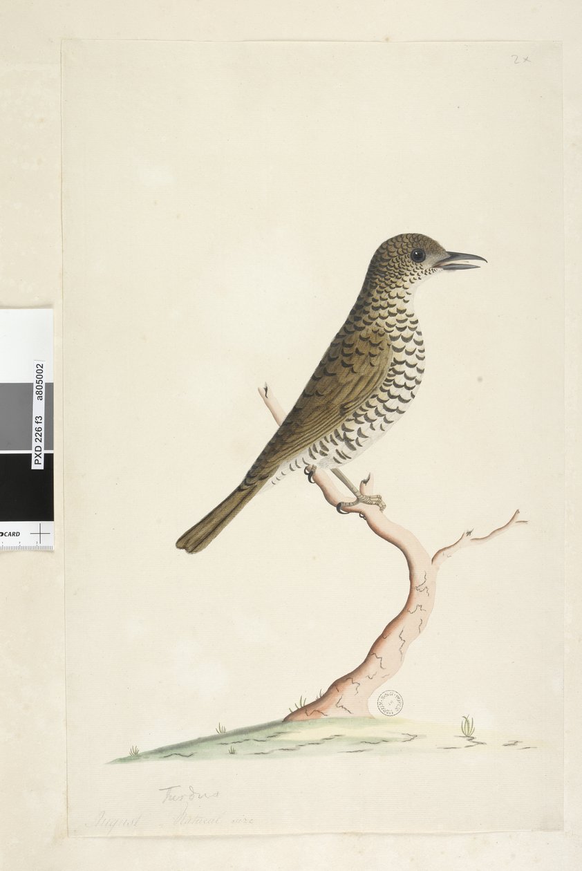 3. oldal Turdus. cím alatt más kézben augusztus természetes méretben. Földi rigó Zoothera lunulata, 1791-92 alkotó: Unknown artist