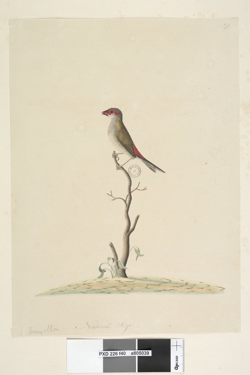 40. oldal Ügyfélszolgálat. Természetes méretű vörös, szemöldökpinty Neochmia brevis Aegintha brevis, 1791-92 alkotó: Unknown artist