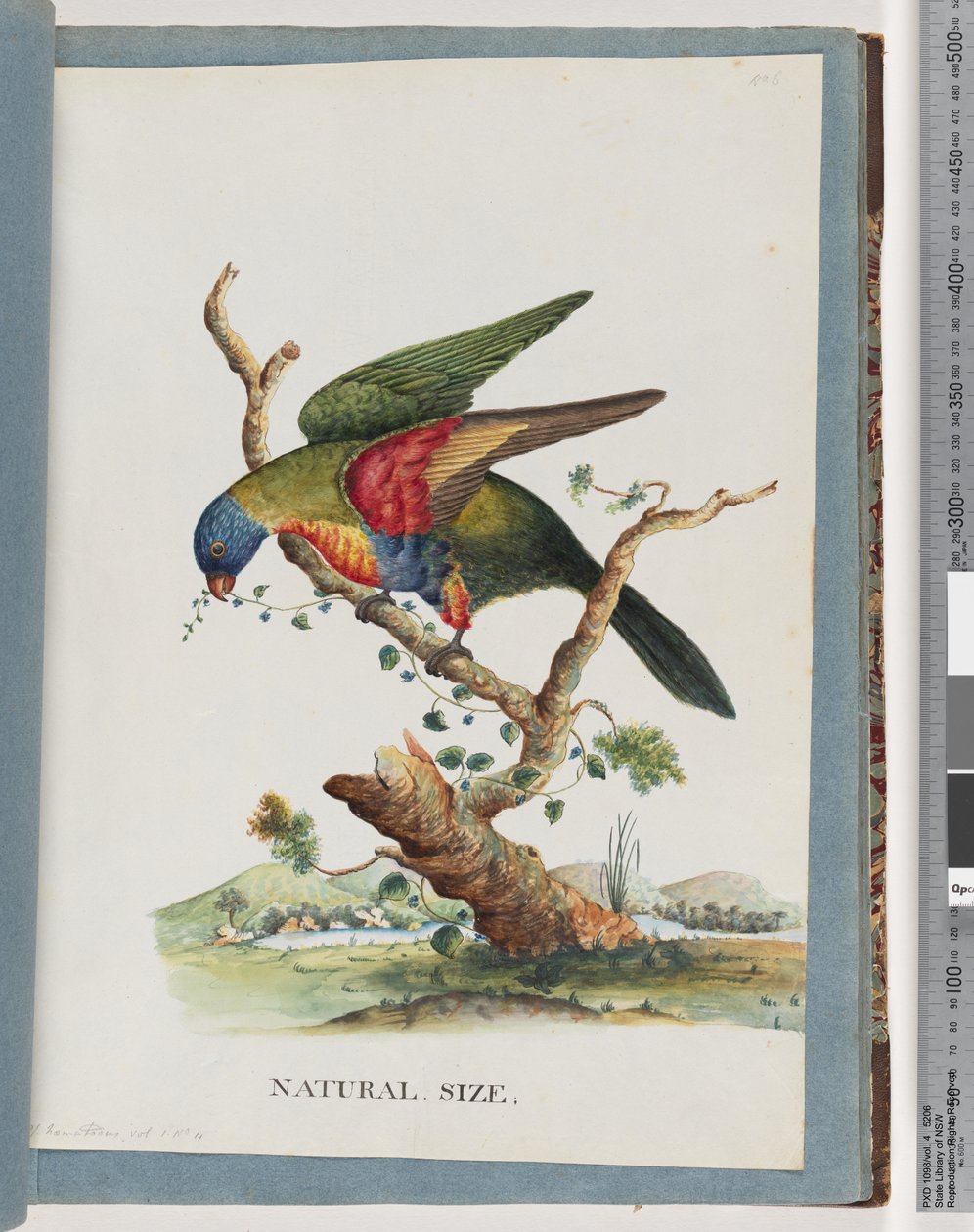 40. oldal Szivárvány Lorikeet. Ps. Haematodus. Vörösmellű vagy kékhasú papagáj alkotó: Unknown artist