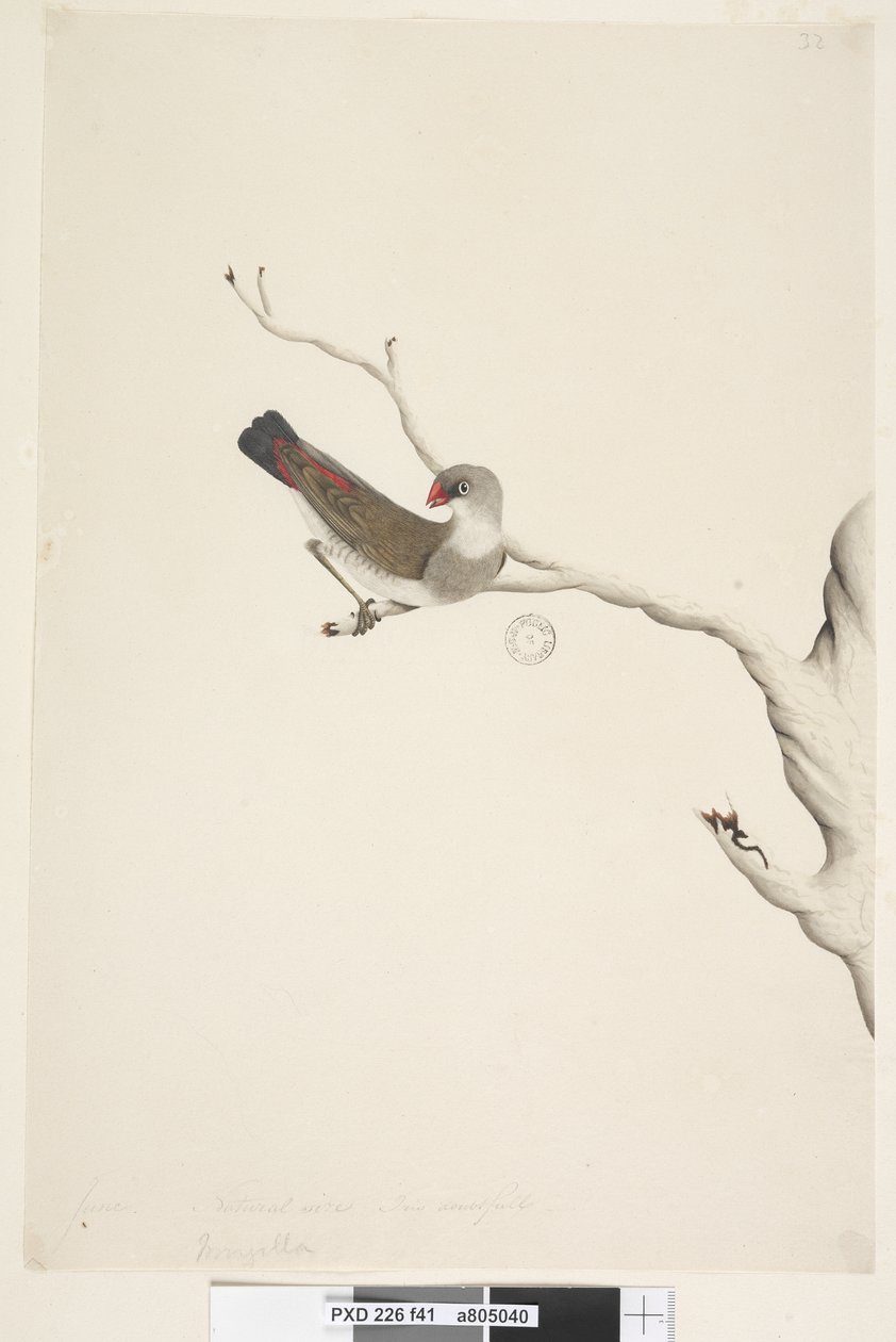 41. oldal Fringilla. fenti cím más kézben június. Természetes méret. Kétes írisz Diamond Firetail Stagonopleura guttata, éretlen, 1791-92 alkotó: Unknown artist