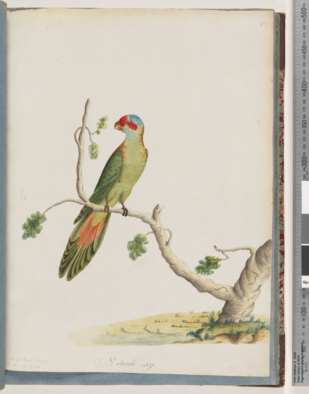 41. oldal Musk Lorikeet alkotó: Unknown artist
