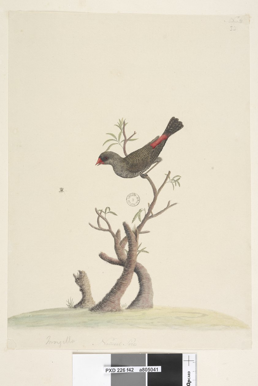 42. oldal Fringilla. alsó közepén különböző kézben Természetes méret Diamond Firetail Stagonopleura guttata, 1791-92 alkotó: Unknown artist