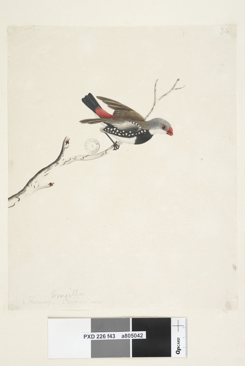 43. oldal Fringilla. cím alatt más leosztásban február. Természetes méretű Diamond Firetail Stagonopleura guttata, 1791-92 alkotó: Unknown artist