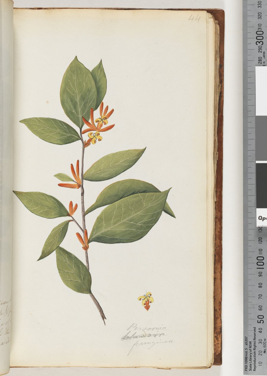 44. oldal Personia / Schraderia ferruginea alkotó: Unknown artist