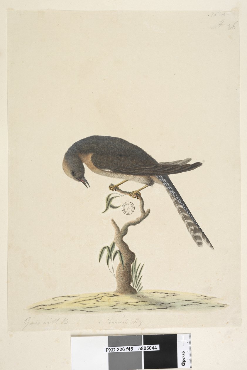 45. oldal Természetes méret. jobb felső sarokban különböző kézben A bal alsóban B-vel megy, azaz f.44 Legyező, farkú kakukk Cacomantis pyrrhophanus, 1791-92 alkotó: Unknown artist