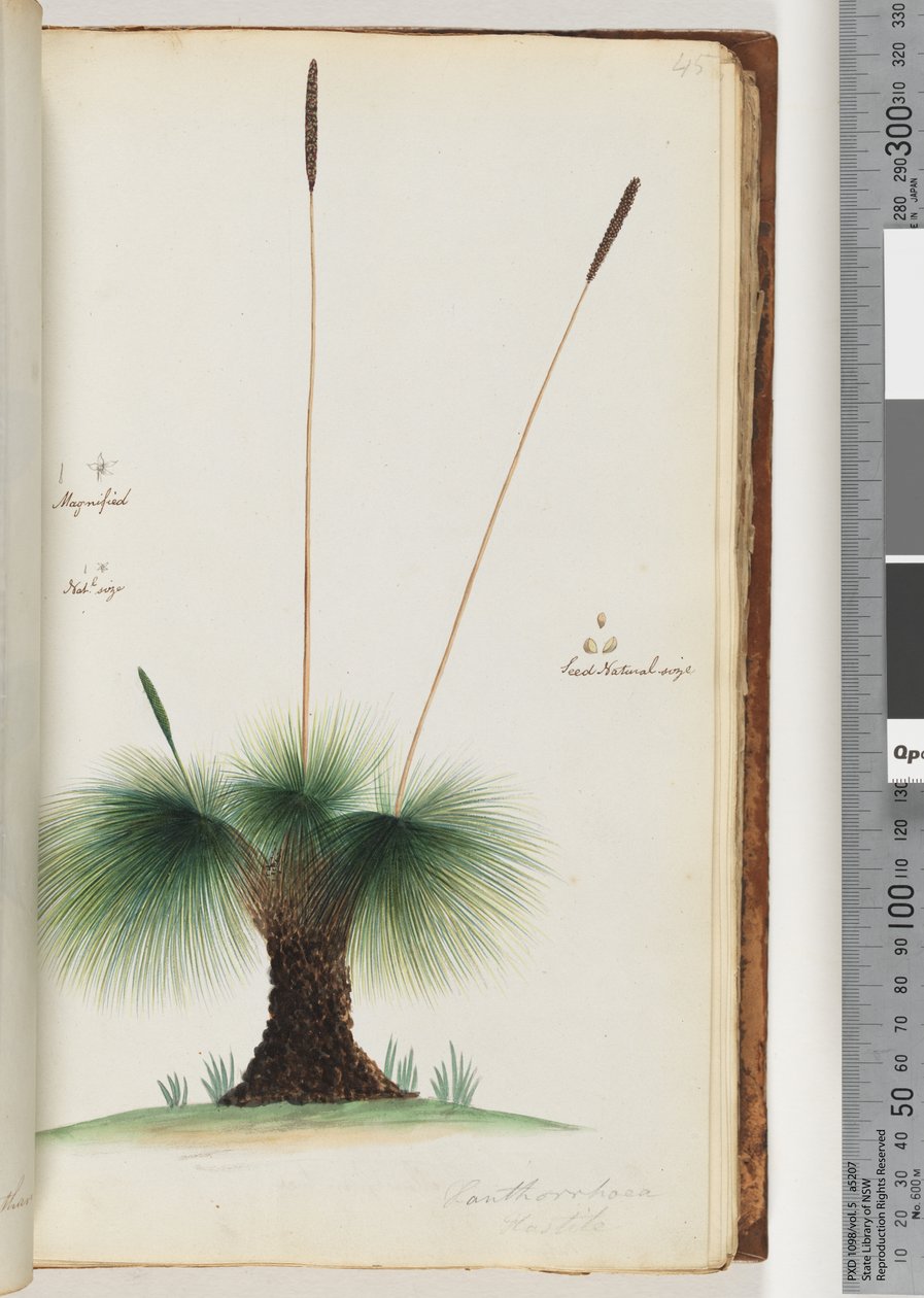 45. oldal Xanthorrhoea Hastile Grass fa Nagyítva. Nat.l méret. Mag Természetes méret alkotó: Unknown artist
