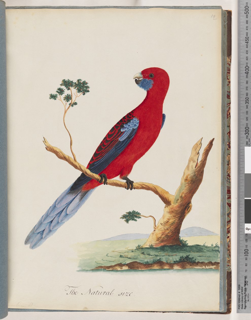 46. oldal Bíbor Rosella. Zászlópapagáj alkotó: Unknown artist