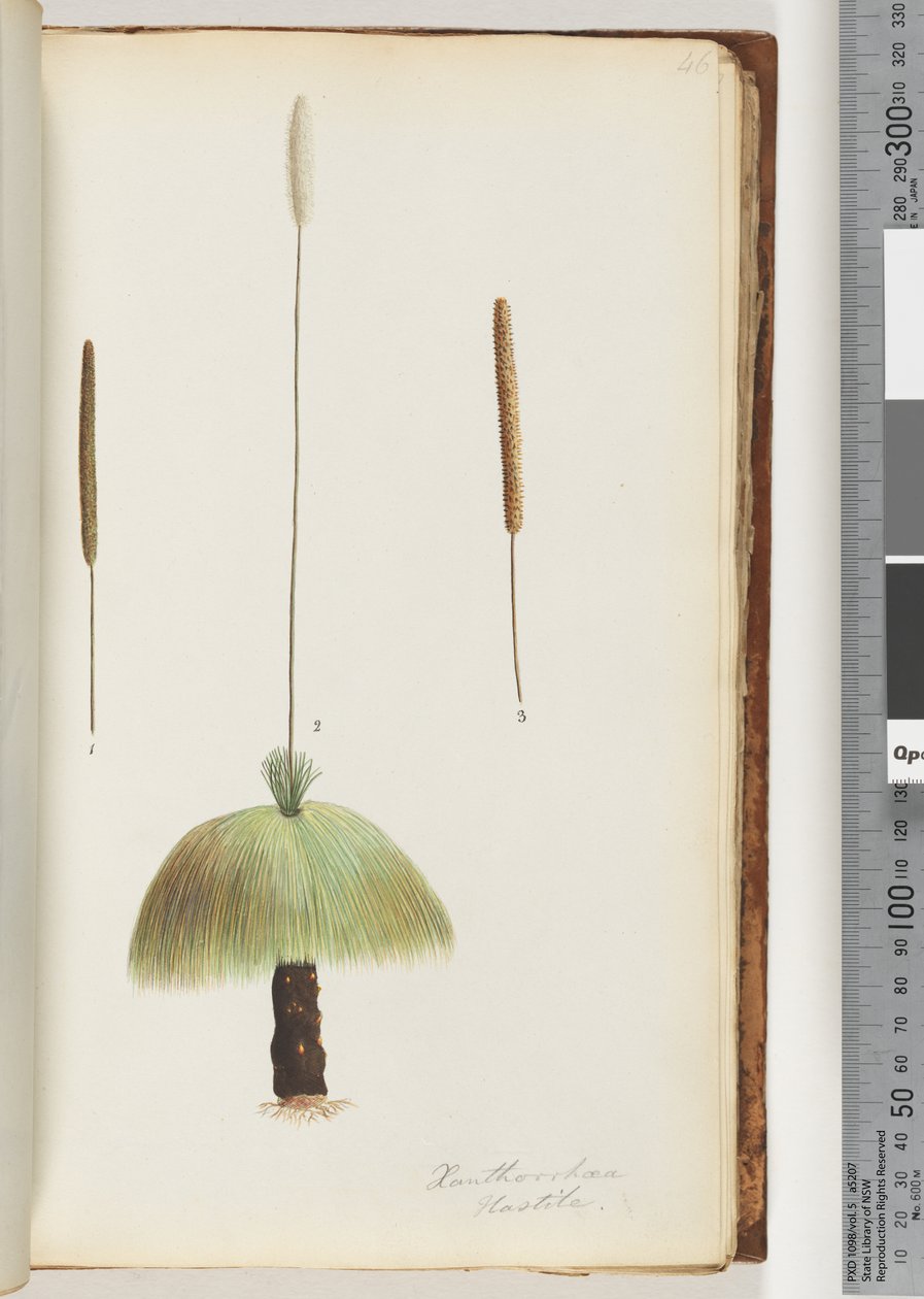 46. oldal Xanthorrhoea Hastile Grass fa alkotó: Unknown artist