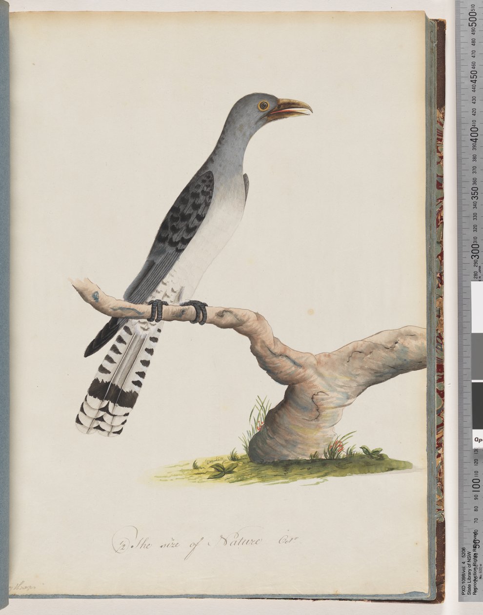 49. oldal Azonosítatlan madár. Scythrops alkotó: Unknown artist