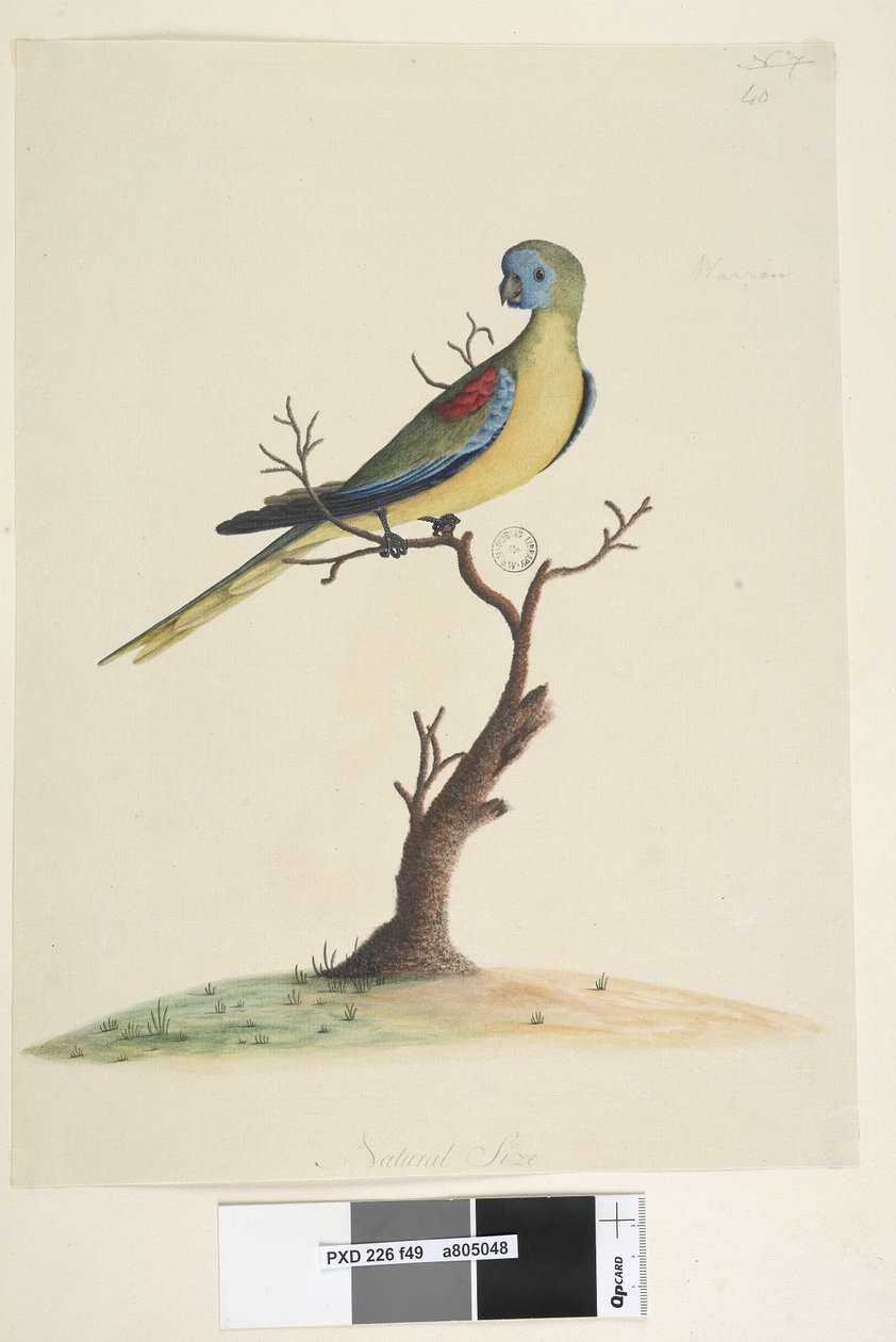49. oldal War,run. alsó közepén különböző kézben Természetes méretben. Türkiz papagáj Neophema pulchella, hím, 1791-92 alkotó: Unknown artist