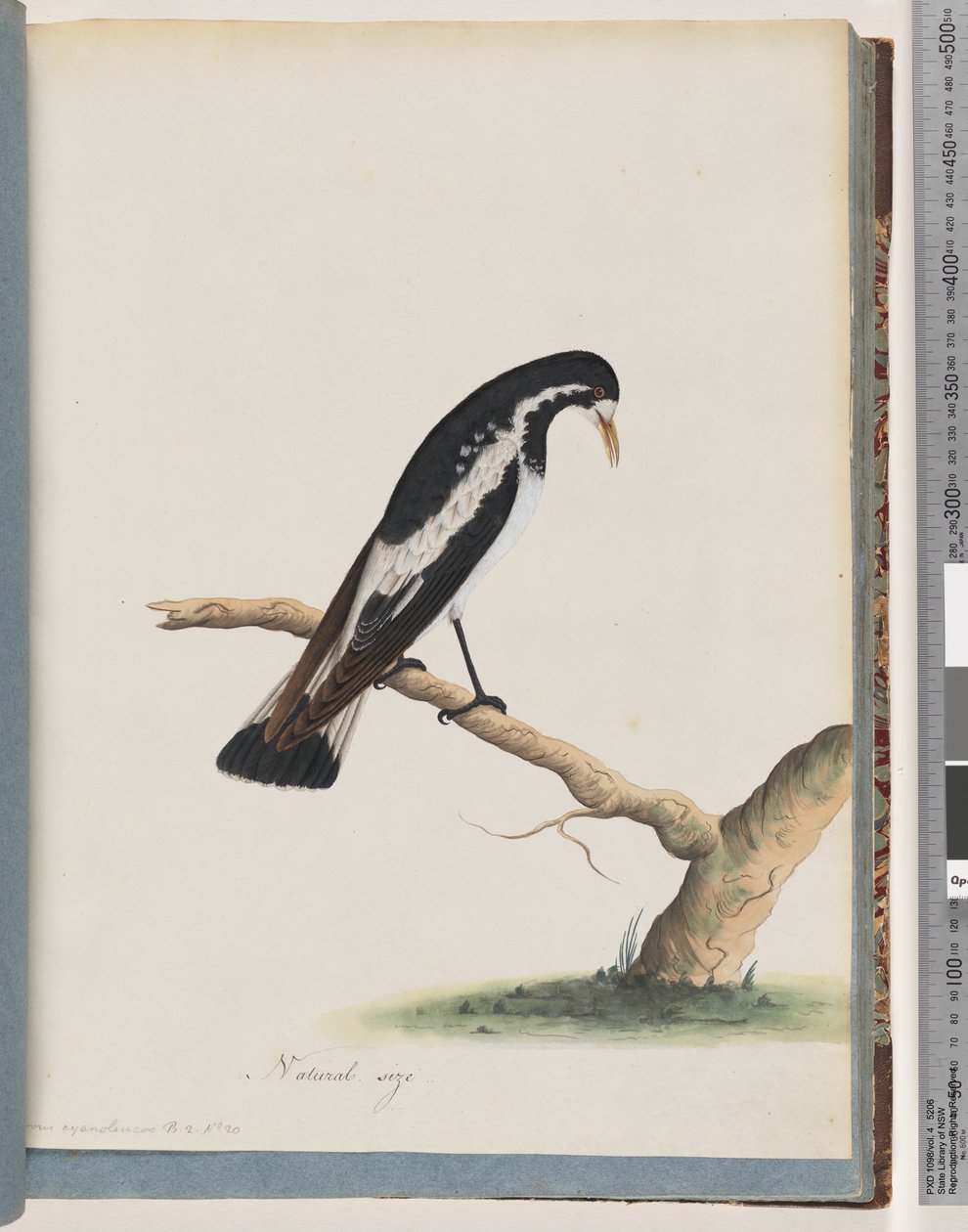 50. oldal Szarka-pacsirta. Corvus cyanoleucos alkotó: Unknown artist