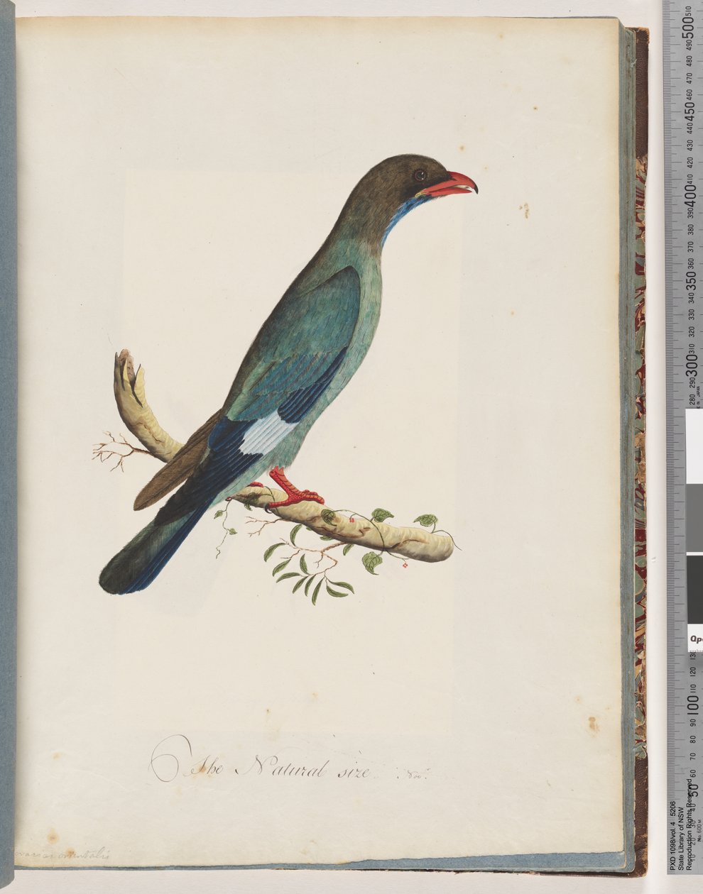 51. oldal Dollarbird. Coracius orientalis alkotó: Unknown artist