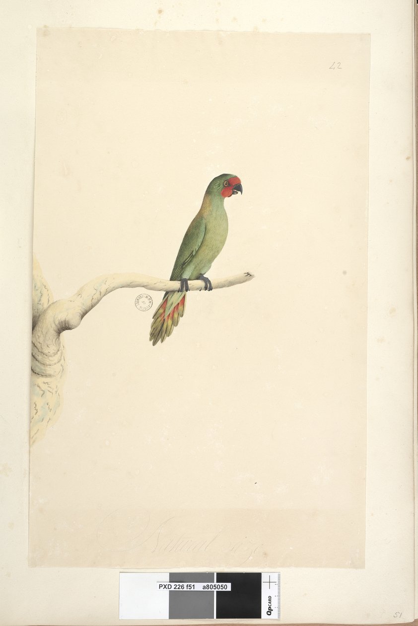 51. oldal Természetes méretű Little Lorikeet Glossopsitta pusilla, 1791-92 alkotó: Unknown artist