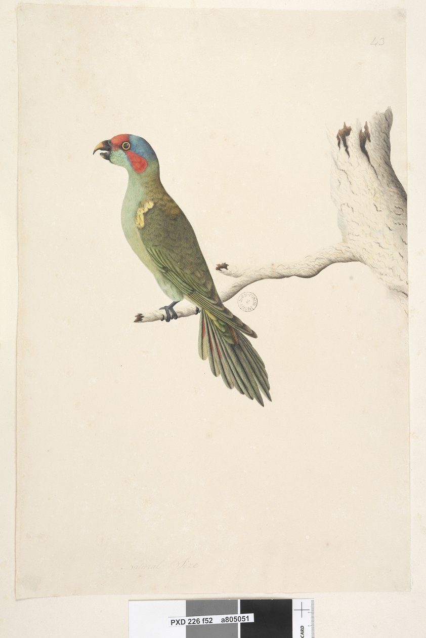 52. oldal Természetes méretű pézsma Lorikeet Glossopsitta concinna, 1791-92 alkotó: Unknown artist
