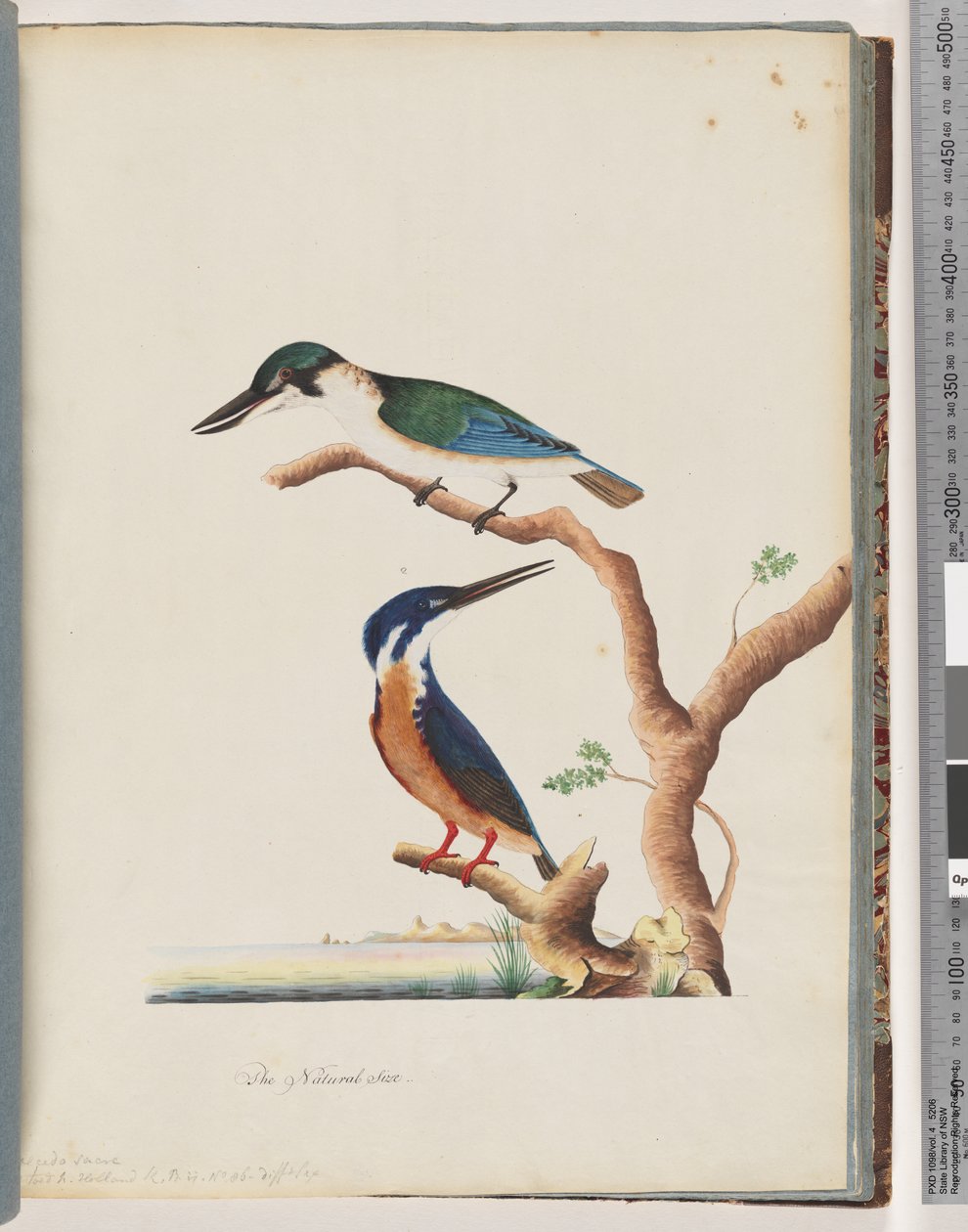 53. oldal 1. Szent jégmadár. Alcedo sacre 2. Azure Kingfisher. 2, 3 ujjú N. Holland jégmadár alkotó: Unknown artist
