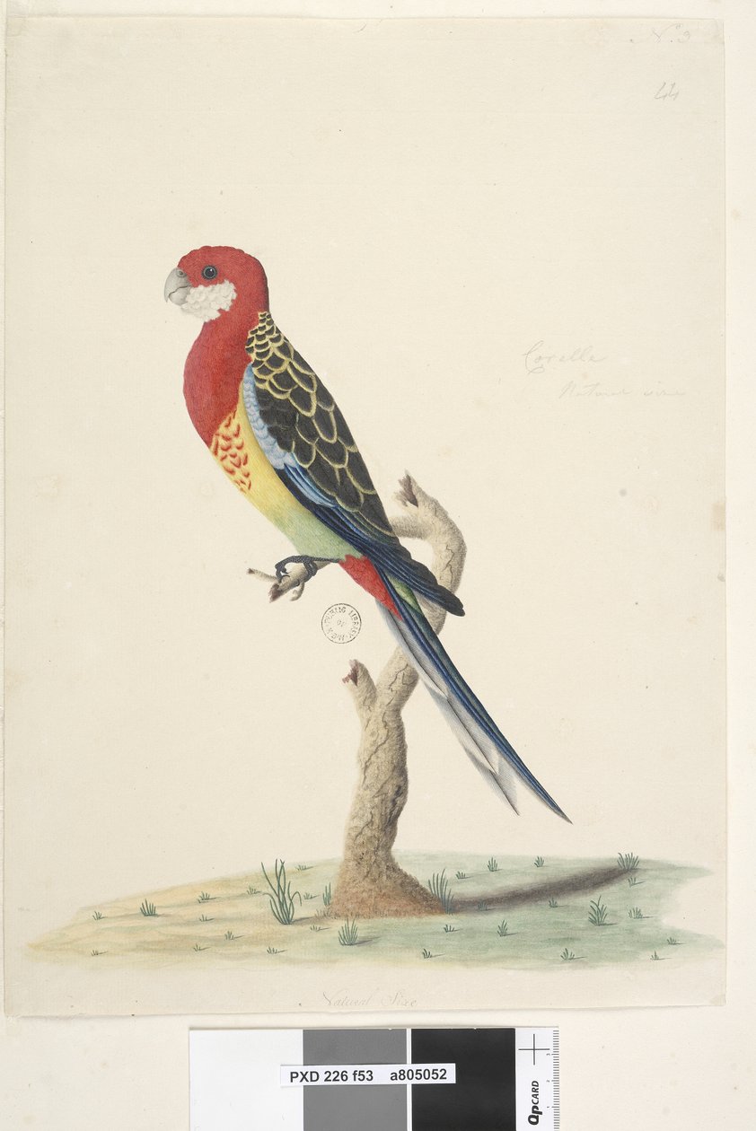 53. oldal Corella. Természetes méretű Eastern Rosella Platycercus eximius, 1791-92 alkotó: Unknown artist