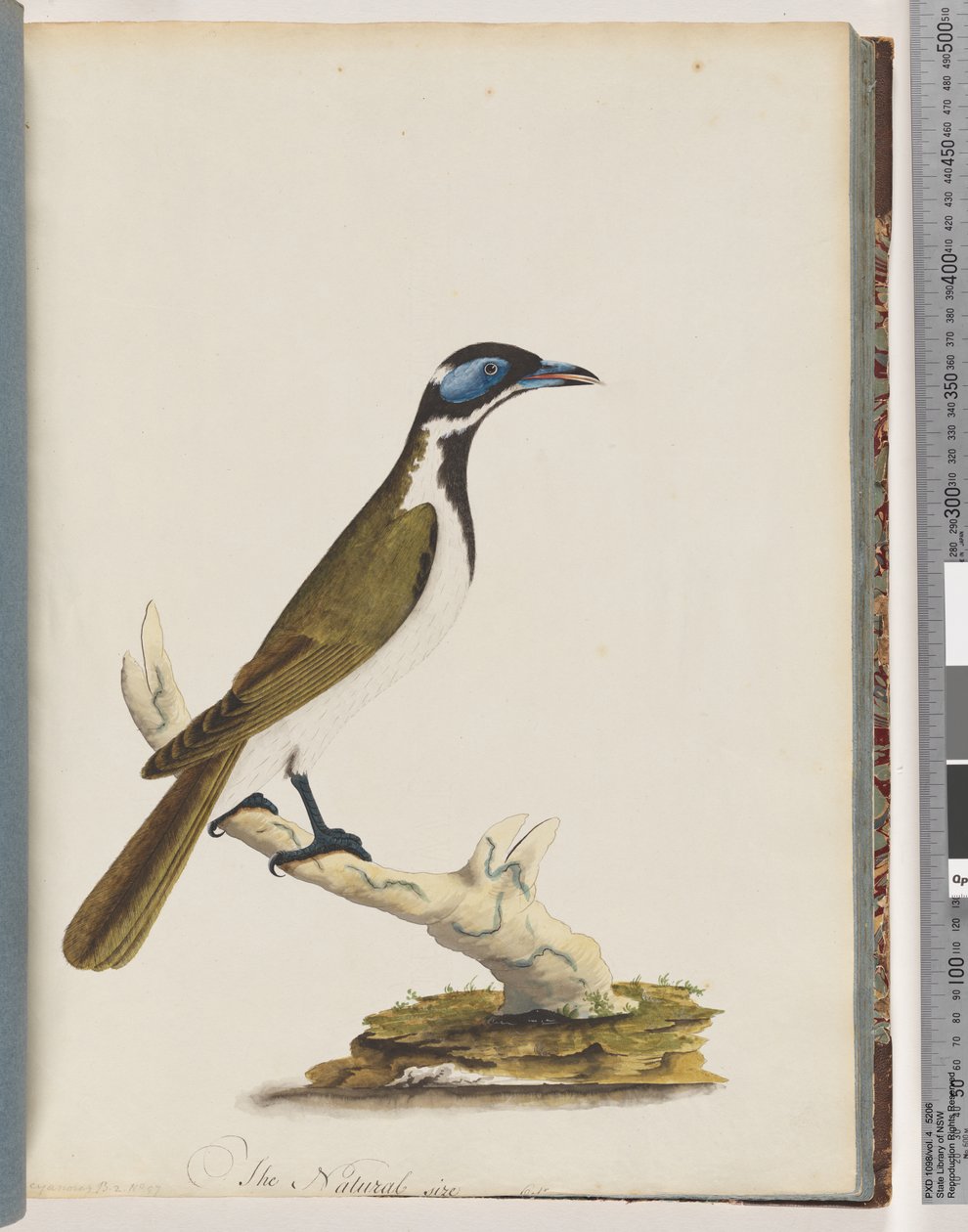 54. oldal Kék, arcú Honeyeater. Merops cyanoris. Kékarcú rigó alkotó: Unknown artist