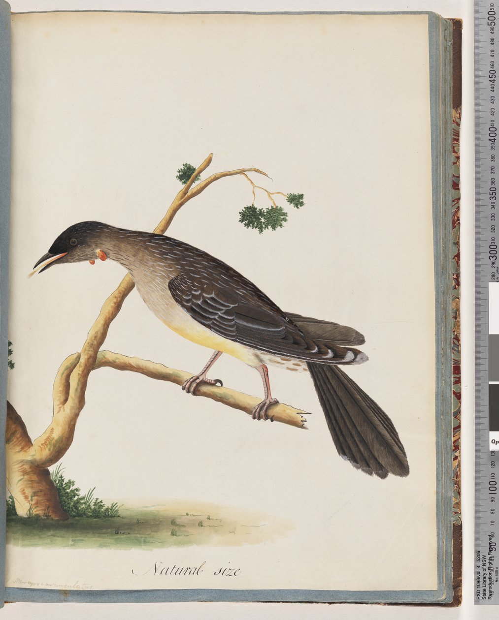 55. oldal Red Wattlebird. Merops carunculatus alkotó: Unknown artist