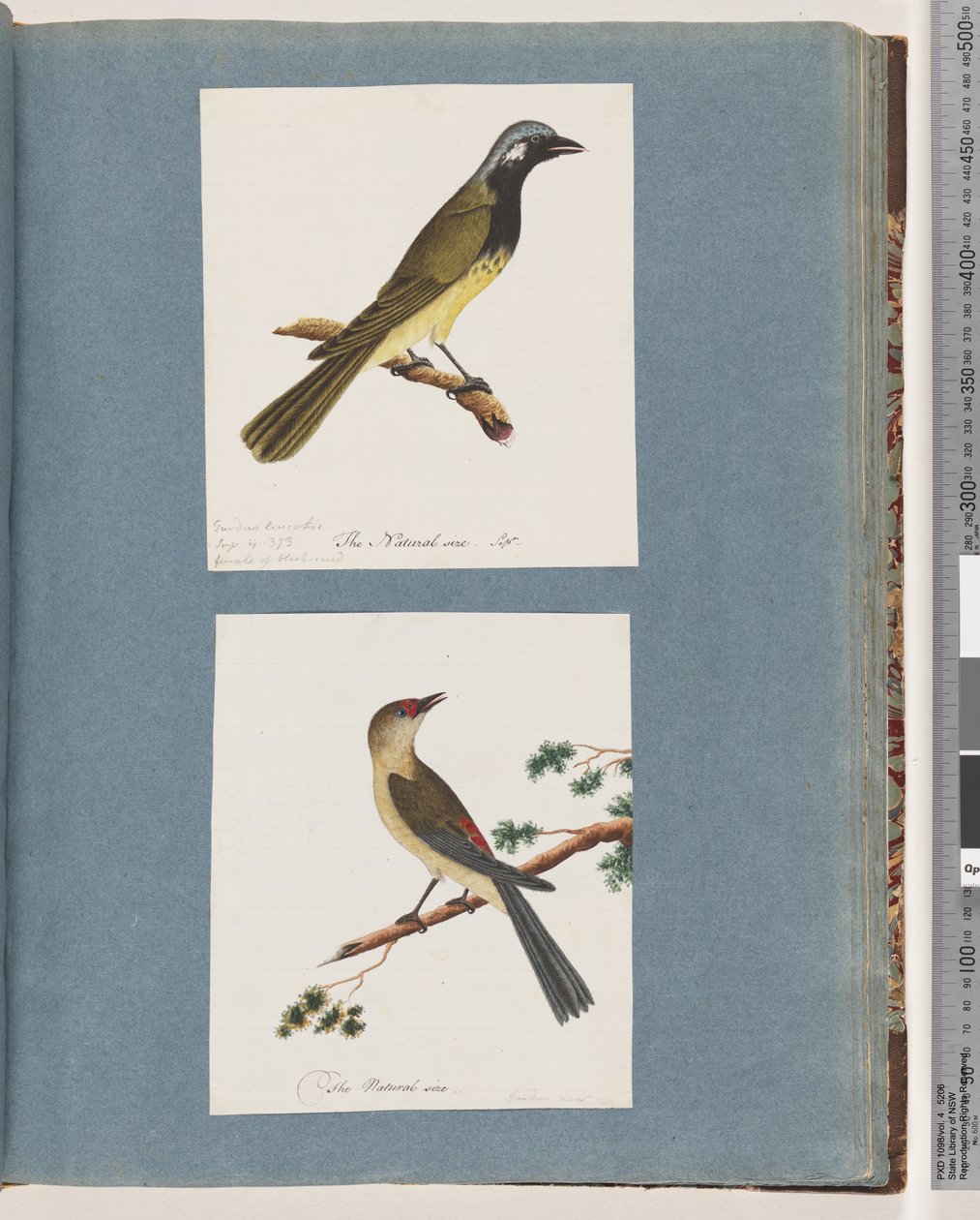 56. oldal Azonosítatlan madár. Turdus leucotis. 57. Vörös szemöldök pinty. Turdus új alkotó: Unknown artist