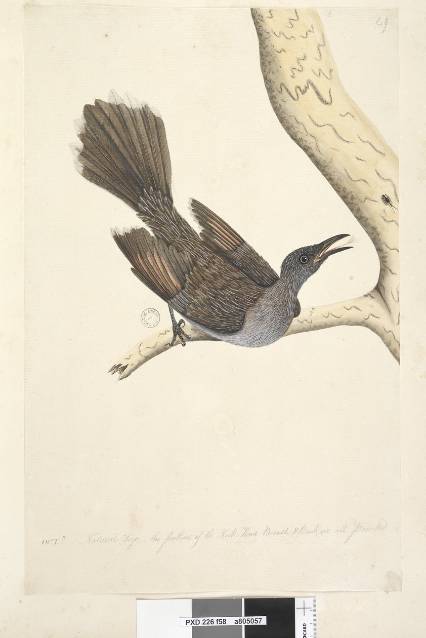 58. oldal okt. Természetes méretű, a nyak fejének és a hátának tollai mind hegyesek. Brush Wattle, Bird Anthochaera chrysoptera, 1791-92 alkotó: Unknown artist
