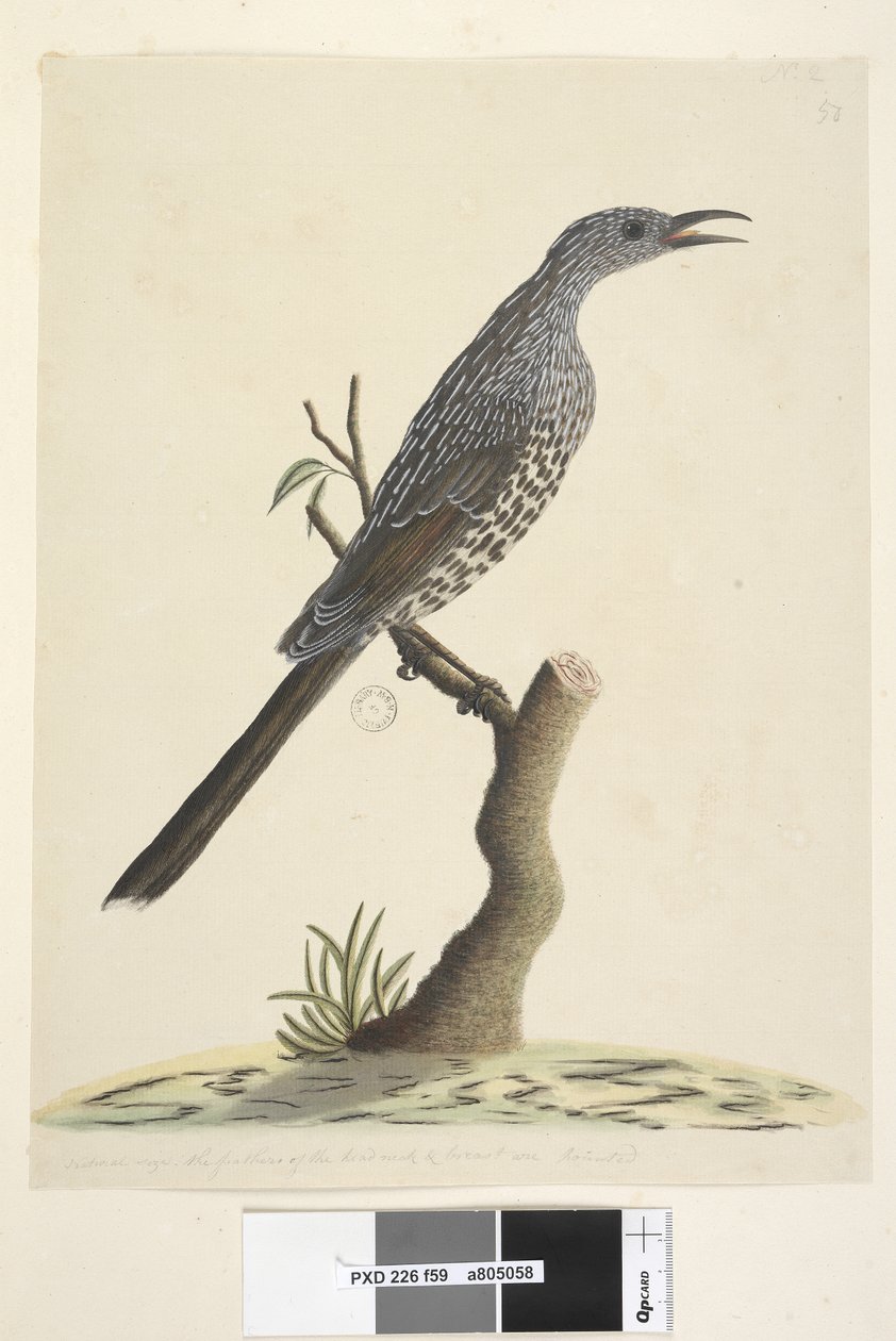 59. oldal Természetes méret, a fej nyak és mell tollai hegyesek. Brush Wattle, Bird Anthochaera chrysoptera, 1791-92 alkotó: Unknown artist