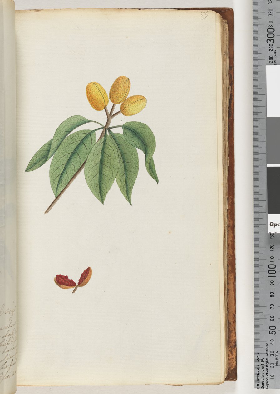 59. oldal Pilospermum térkép alkotó: Unknown artist