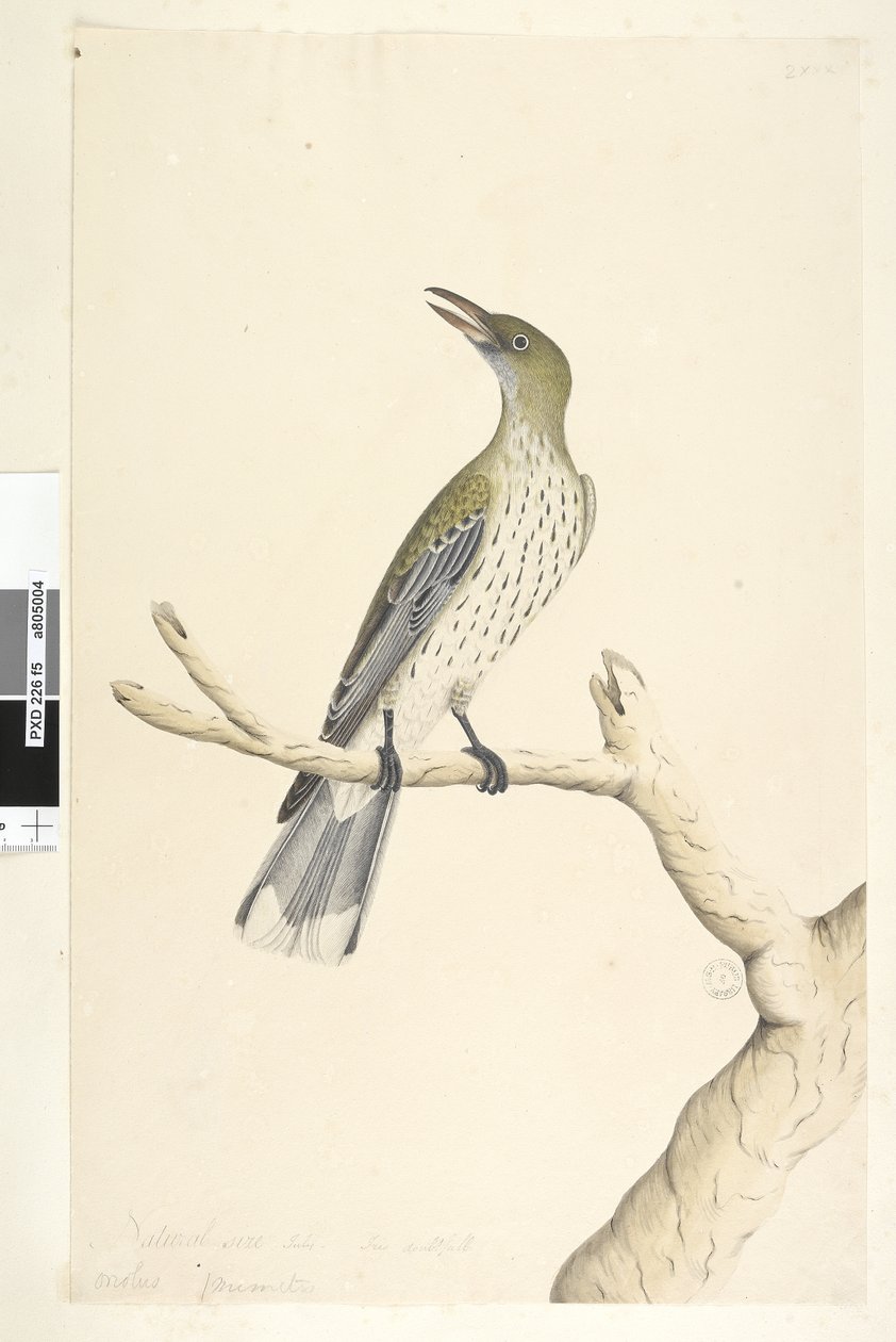 5. oldal Oriolus mimetis. cím felett különböző kézben Természetes méretben. Július, írisz kétes olajbogyó, hátas oriole Oriolus sagittatus, 1791-92 alkotó: Unknown artist
