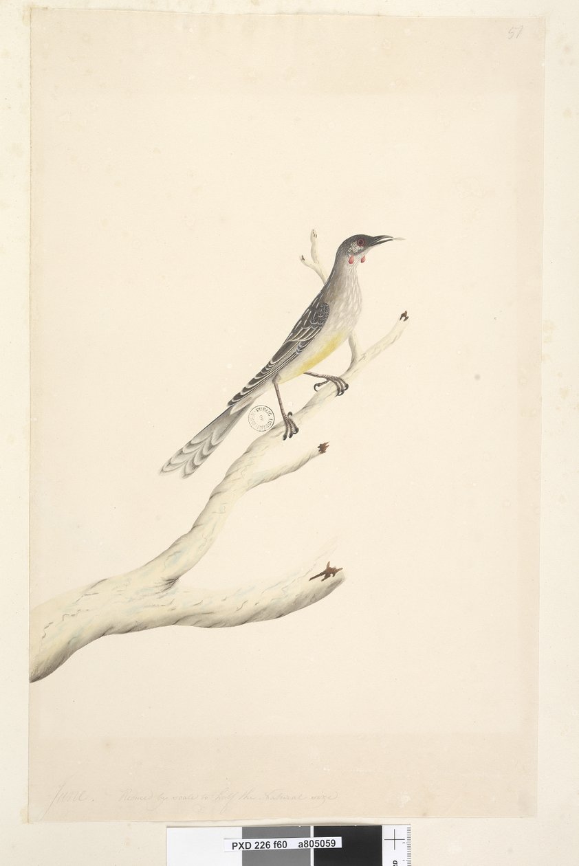 60. oldal június. Méret alapján a természetes méret felére csökkentve, vörös boszorkány, madár Anthochaera carunculata, 1791-92 alkotó: Unknown artist