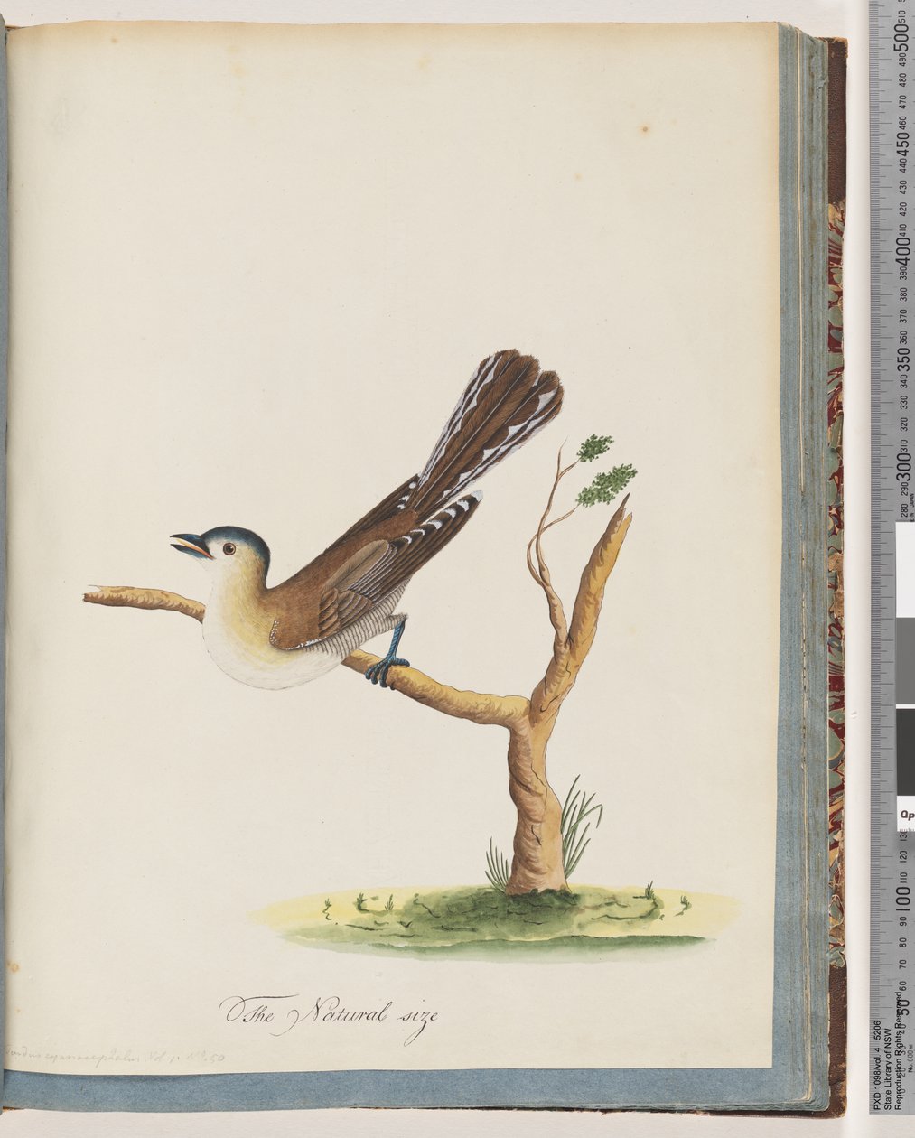 60. oldal Azonosítatlan madár. Turdus cyanocephalus. Kékfejű rigó alkotó: Unknown artist